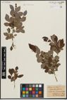 Foto von Salix aurita L.